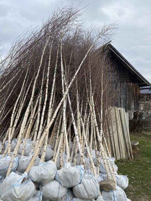 Mesteanca in coaja alba