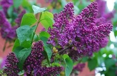 Люляк фиданки люляк