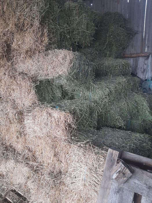 Baloti lucerna rotunzi și dreptunghiulari