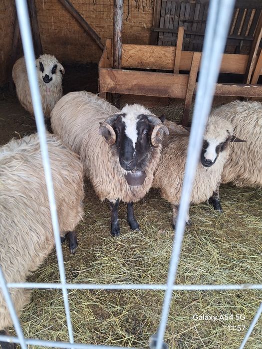 Vand schimb berbec  tanar