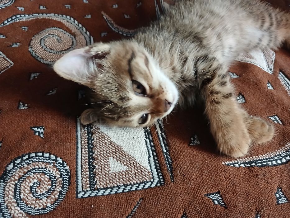 Mehrli qullar uchun mushukcha