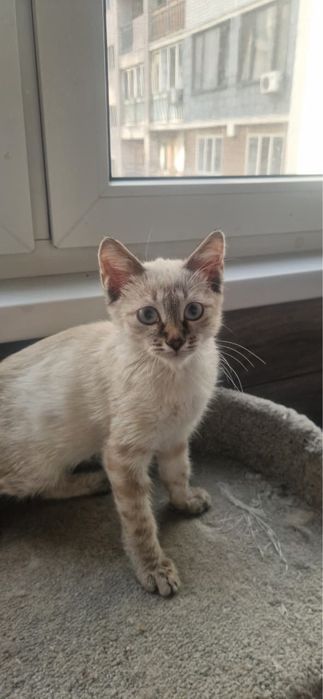 Котенок в поиске дома