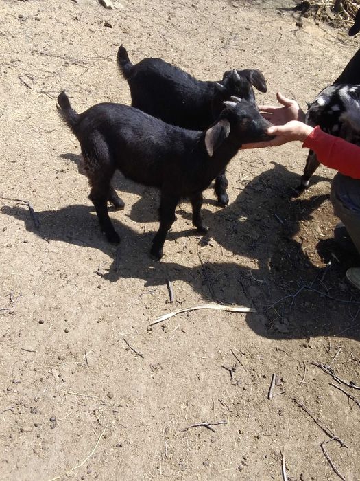 oi de camerun si capre  metis anglo-nubiene