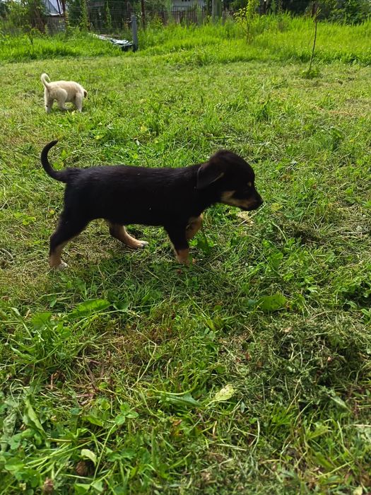 Adoptie pui caine