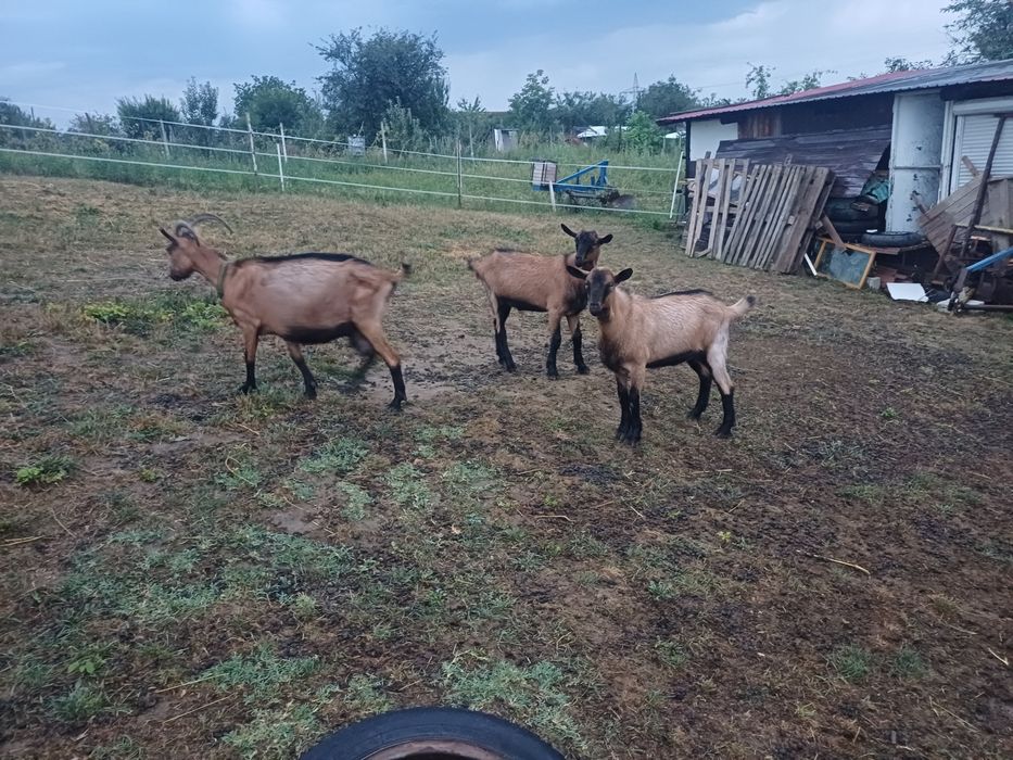 Vand două capre alpin francez