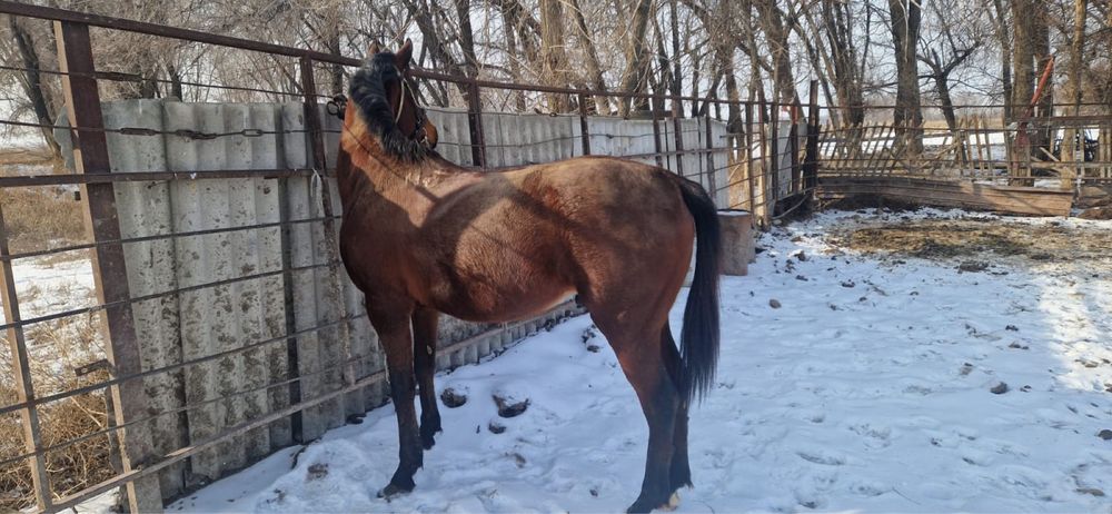 Английский жеребец