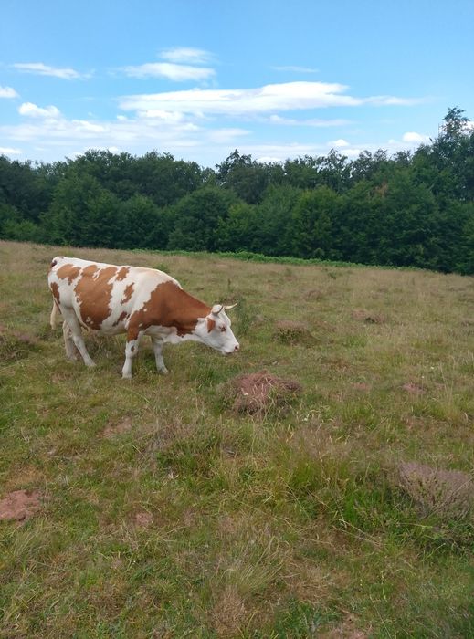 Vând vacă tânără