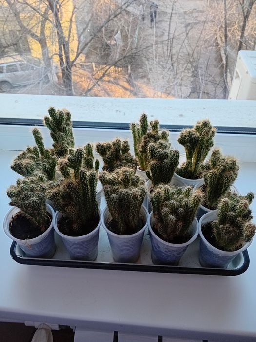 Продам кактусы, комнатные растения