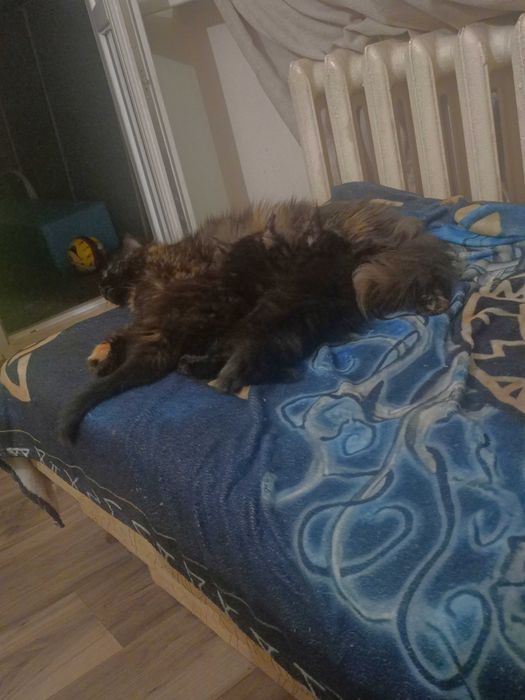 Мейн куун котенца