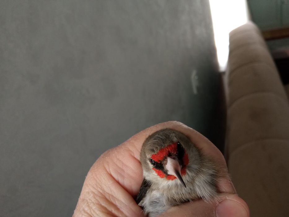 Норчи сотилади, тутилган.