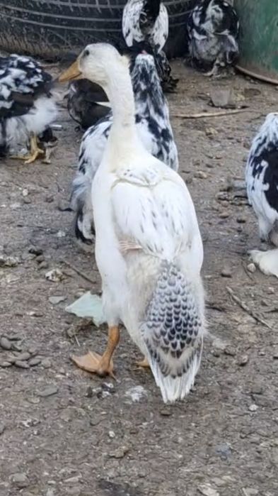 Rate alergatoare indiene