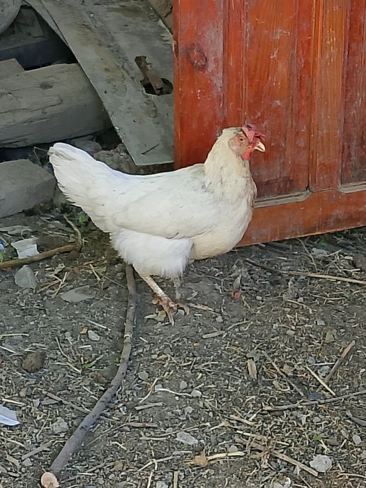 Қораздармен, тауық