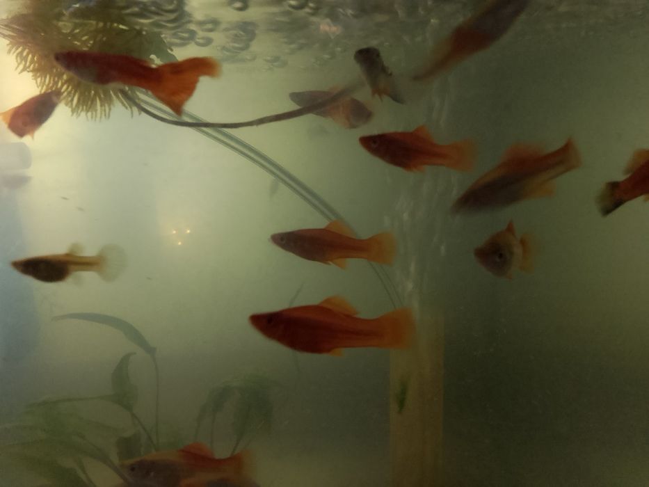 Продам Аквариумнын рыбок.