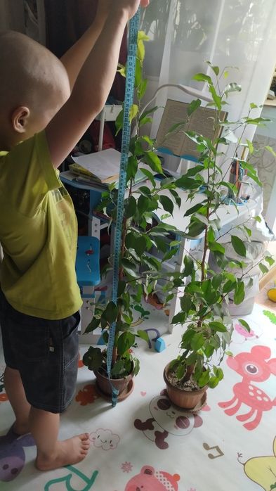 Продам фикус Бенжамина