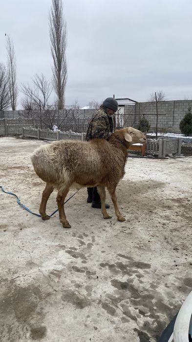 Арашан қошқар ..