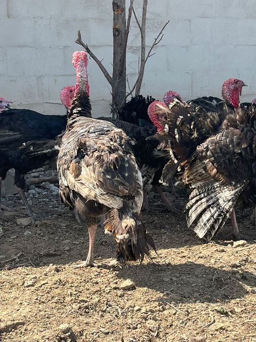 Индюки бронза би 708