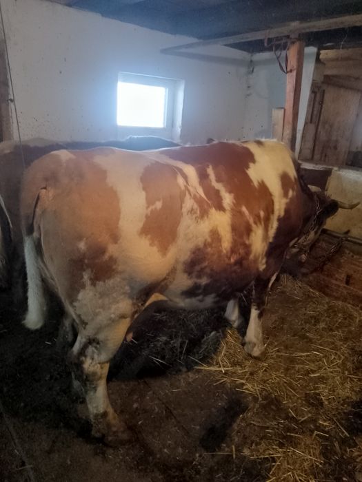 Vaca bălțată de vânzare