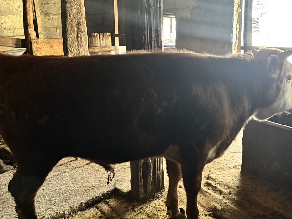 Продается бычок, бұқа сатылады.