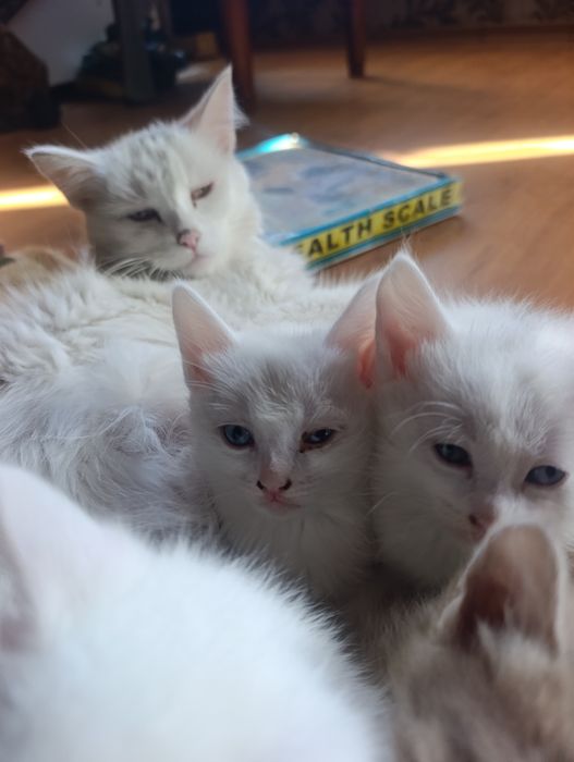 Котятки Бесплатно