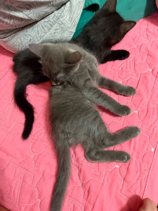 Котята 2 месячные