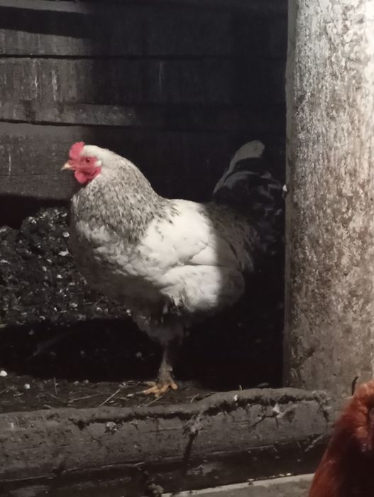 Продам молодого петуха.