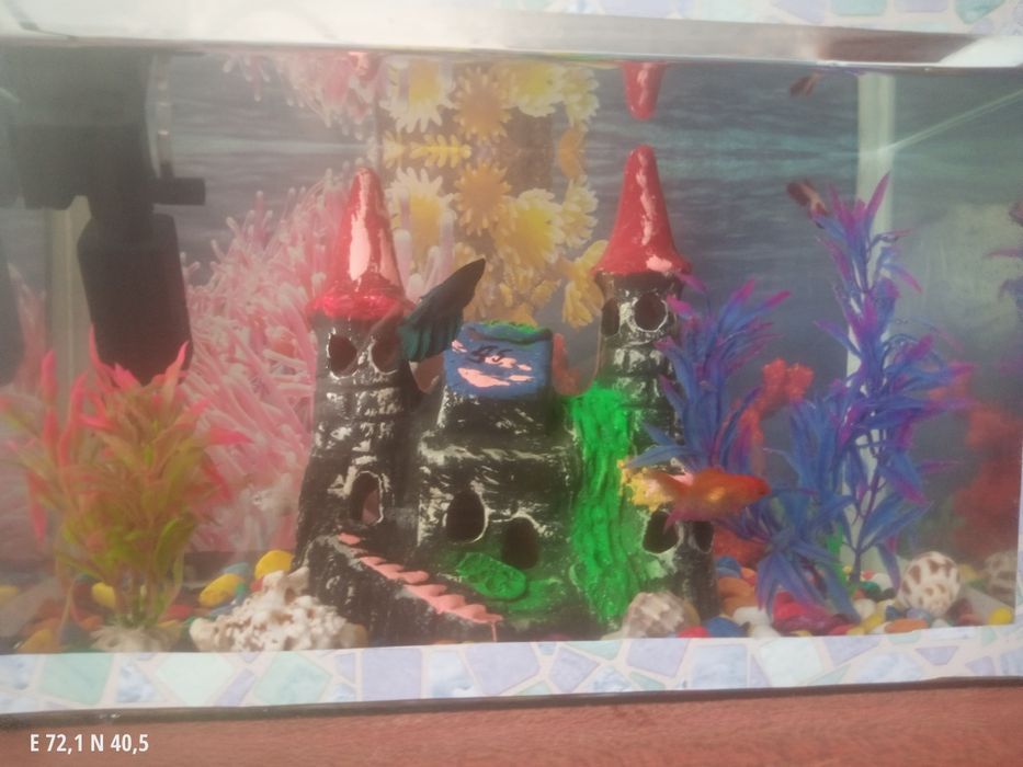 Akvaryum sotiladi baliqlari bn srochna