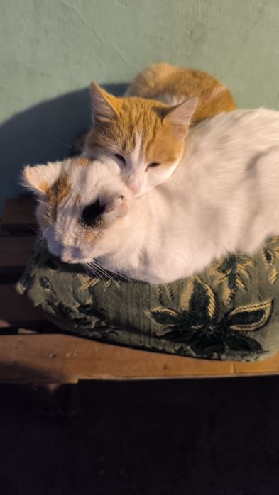 Cazare pisici Bucuresti sector 4