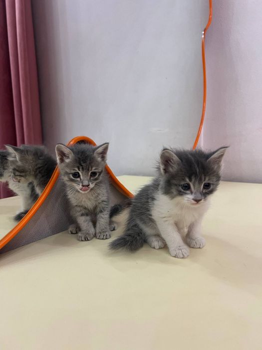 Милые домашние котята