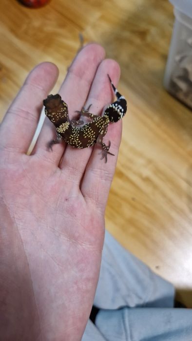 Vand cave gecko, U.milli