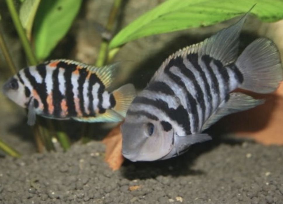 Продам аквариумных рыб