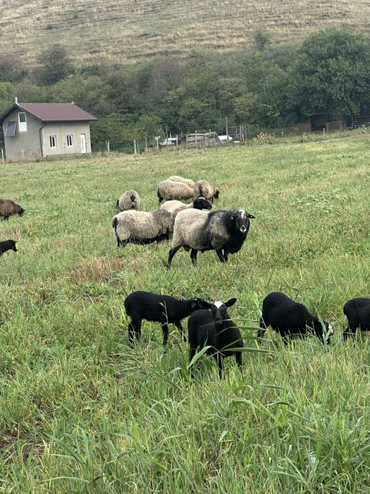 De vanzare !!!Romanov