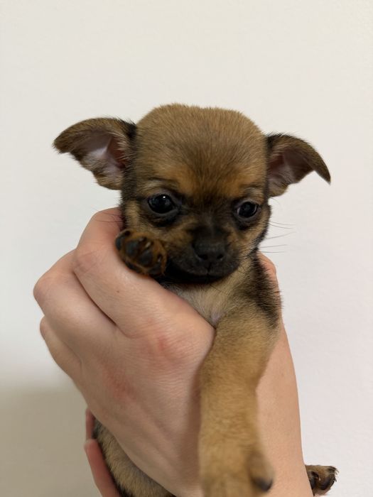 Продавам кученца