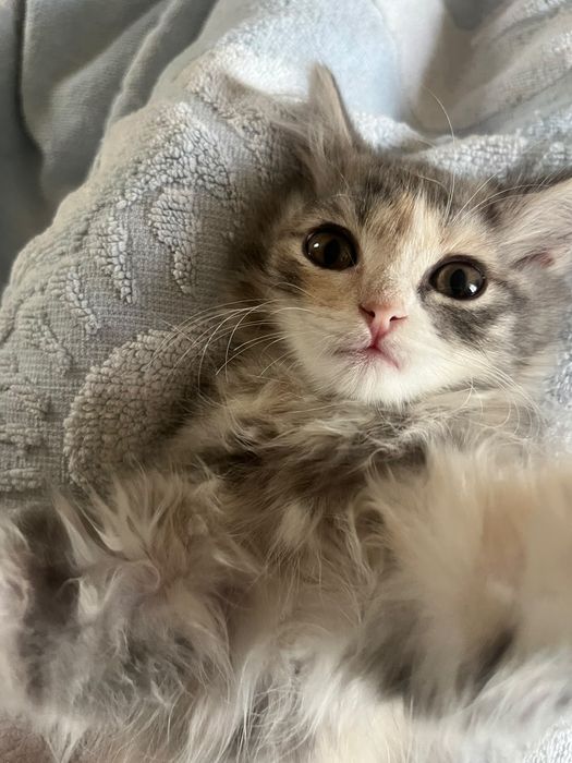 Отдадим котенка бесплатно