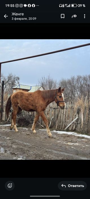 Продам лошадь байтал