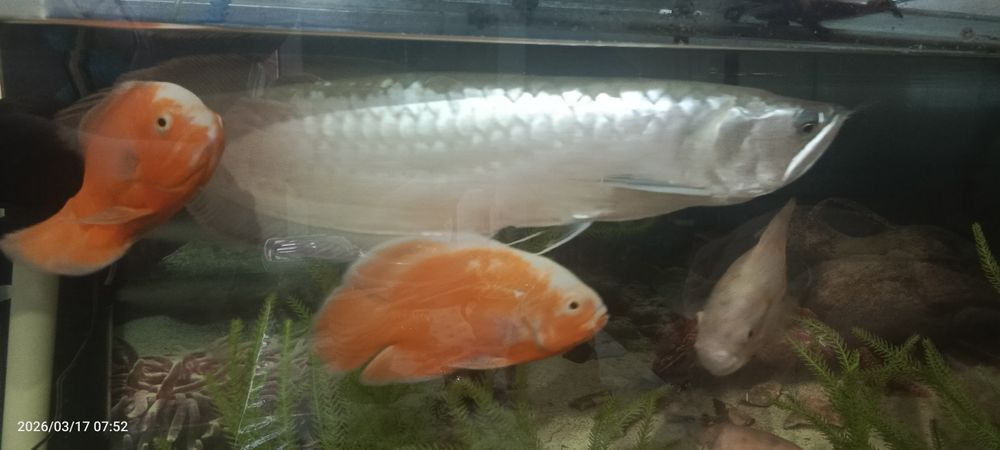 Aravan baliq sotiladi 55+