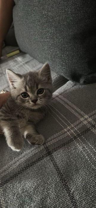 British Shorthair Silver