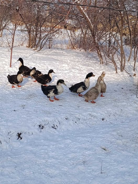 Үйрек сатылады семіз