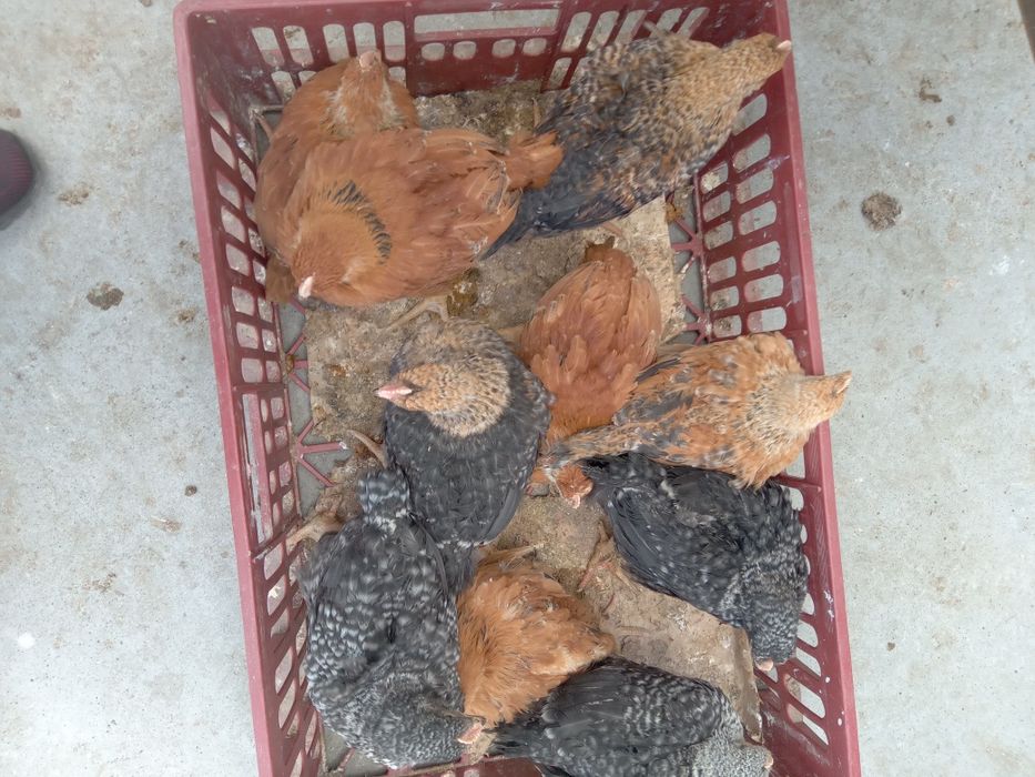Puii Albi de carne și rasa mixta