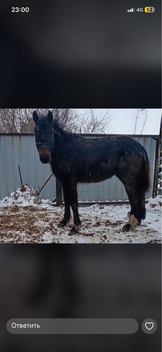 Семыз жабагы сатылады доскейде