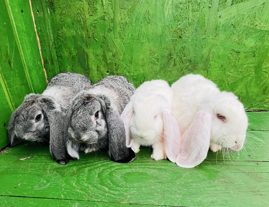 Tineret berbec german alb si chinchila