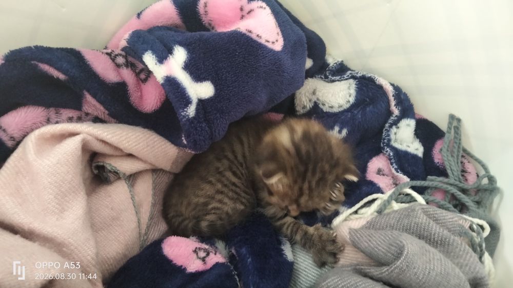 Срочно отдам котёнка