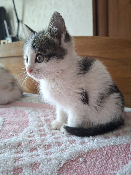 Малышки девочки ок.2 мес.в ответственные семьи