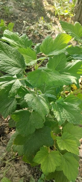 Смородина саженцы