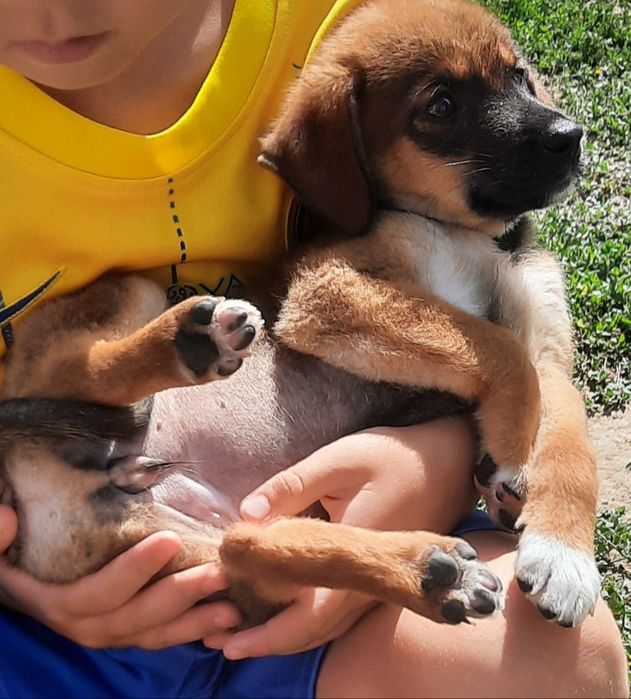 Отдам в добрые руки щенков.Алматы.