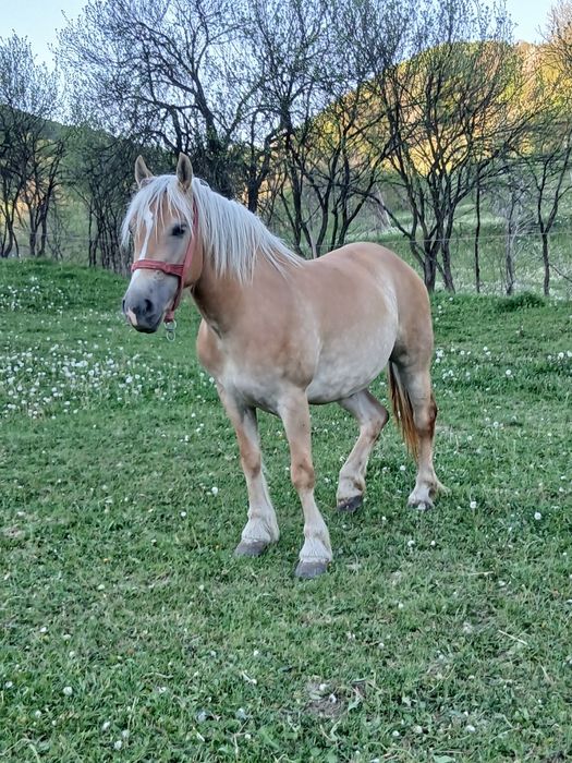 Vând iapă de 3 ani