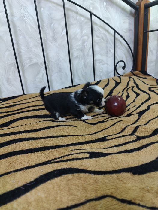 Продаётся миниатюрные мальчик чихуахуа