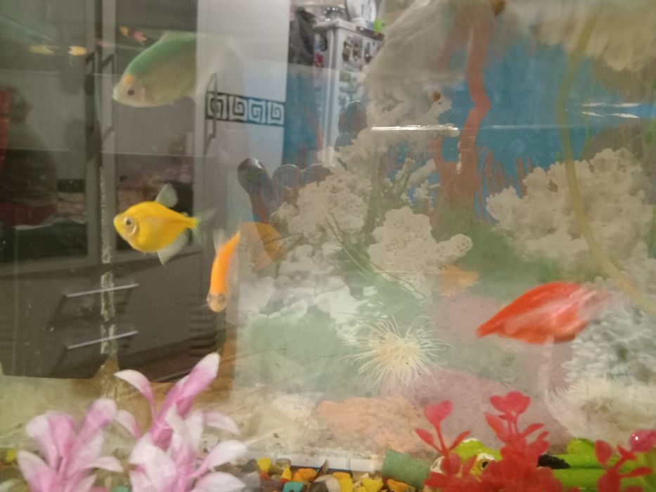 Продаю аквариум с рыбками и с игрушками