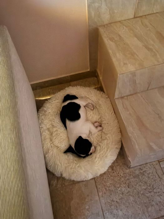 Buldog francez baietel preț 1500 lei