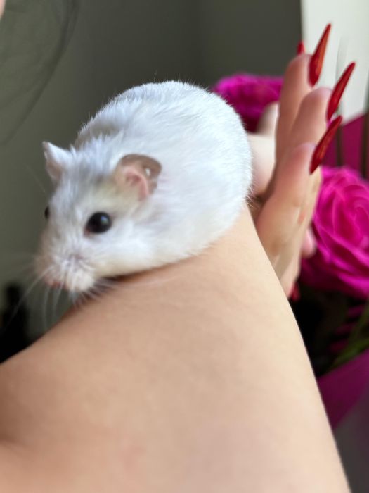 Vând hamster vine cu mâncare la pachet și maxim cutia