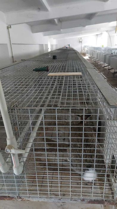 Продажба на зайци